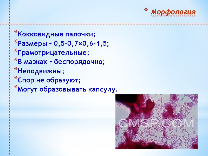 Морфология Кокковидные палочки; Размеры – 0,5-0,7×0,6-1,5; Грамотрицательные; В мазках – беспорядочно; Неподвижны; Спор не
